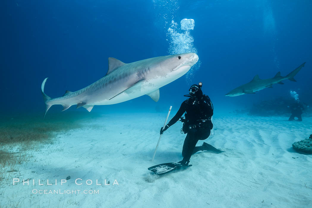 Tiger shark and SCUBA diver. Bahamas, Galeocerdo cuvier, natural history stock photograph, photo id 31903