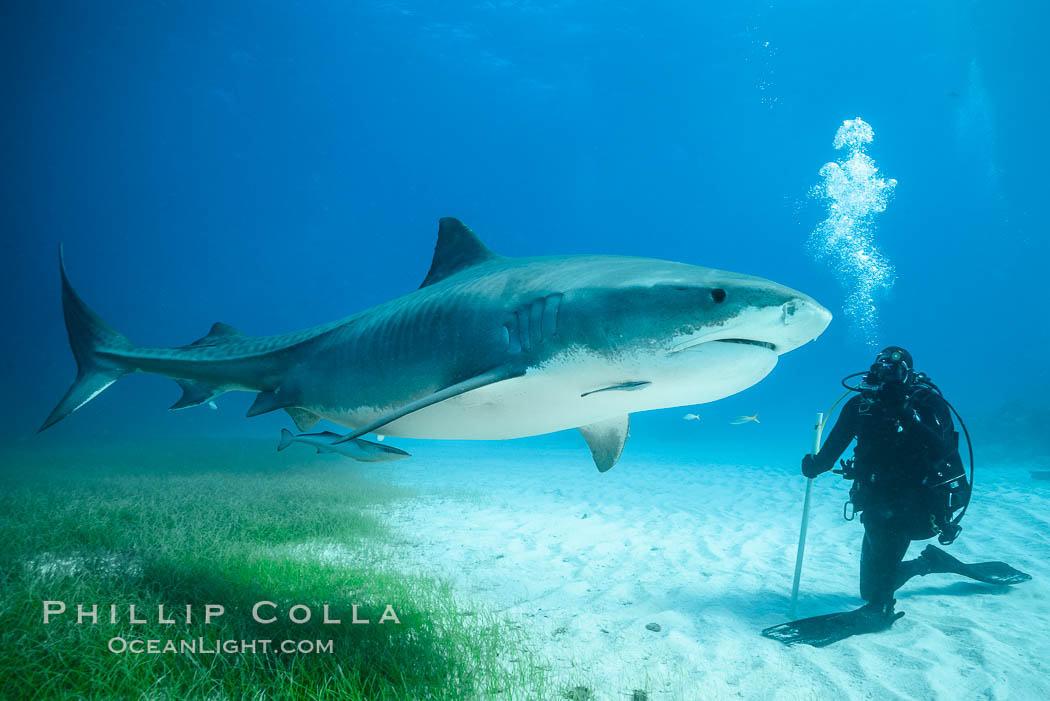 Tiger shark and SCUBA diver. Bahamas, Galeocerdo cuvier, natural history stock photograph, photo id 31927