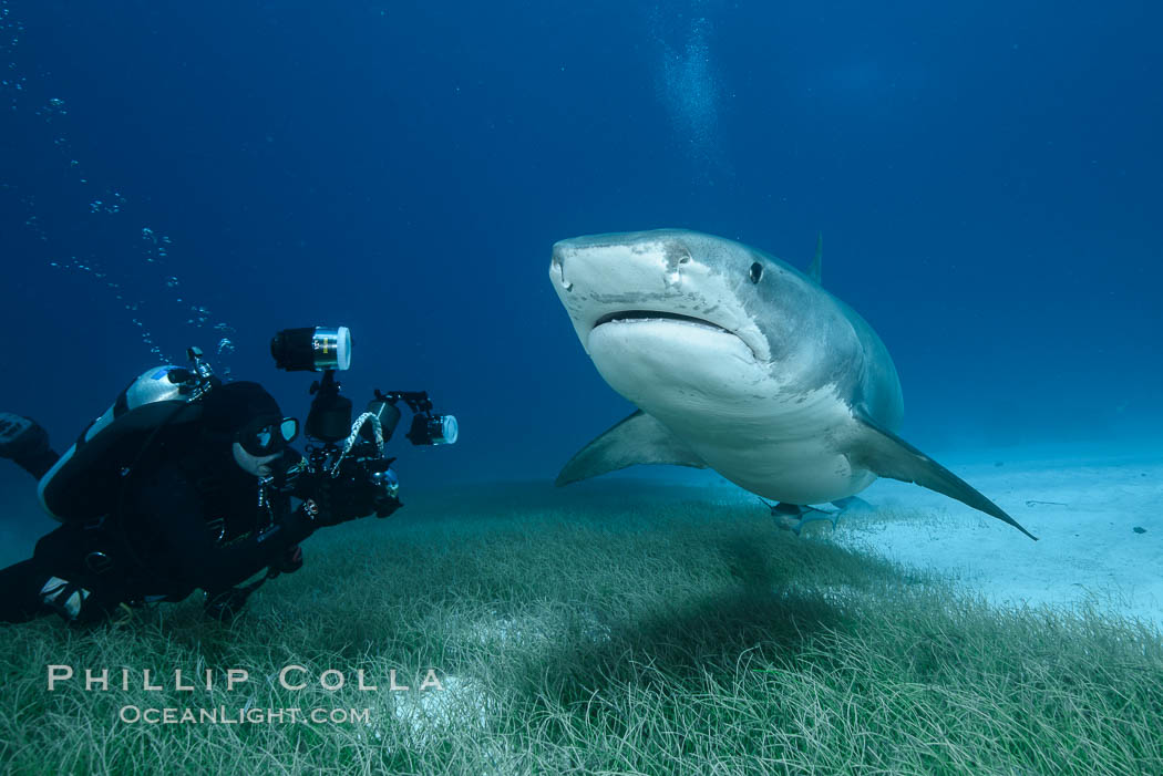 Tiger shark and underwater photographer. Bahamas, Galeocerdo cuvier, natural history stock photograph, photo id 31923