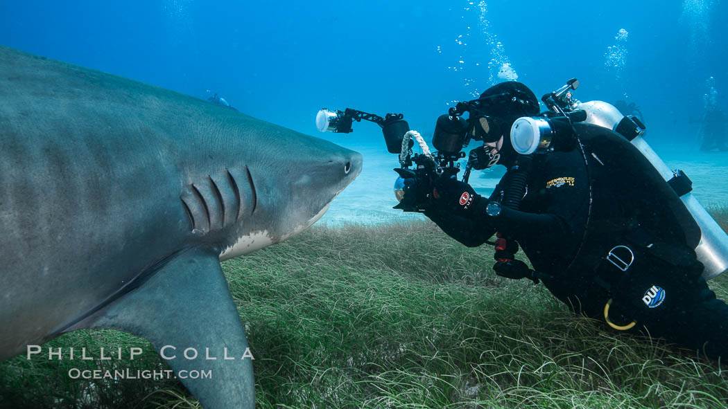 Tiger shark and underwater photographer. Bahamas, Galeocerdo cuvier, natural history stock photograph, photo id 31943
