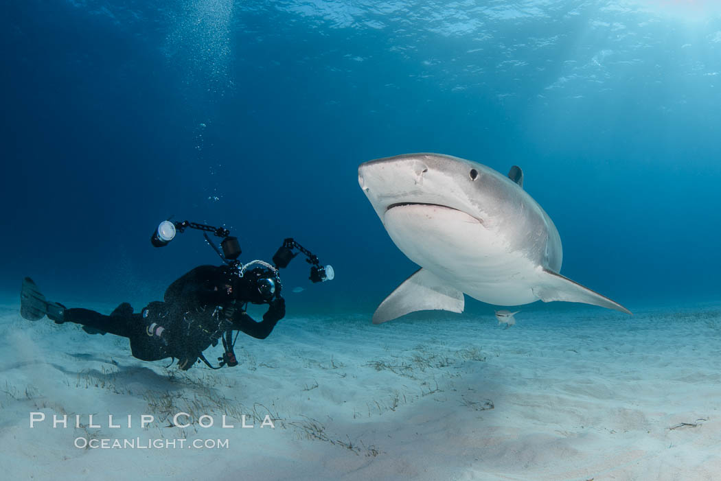 Tiger shark and underwater photographer. Bahamas, Galeocerdo cuvier, natural history stock photograph, photo id 31877