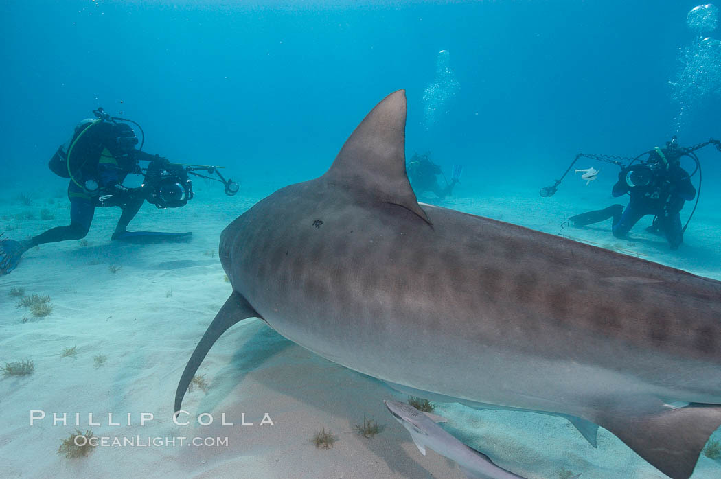 Tiger shark and photographers Ken Howard and Jim Abernethy. Bahamas, Galeocerdo cuvier, natural history stock photograph, photo id 10662