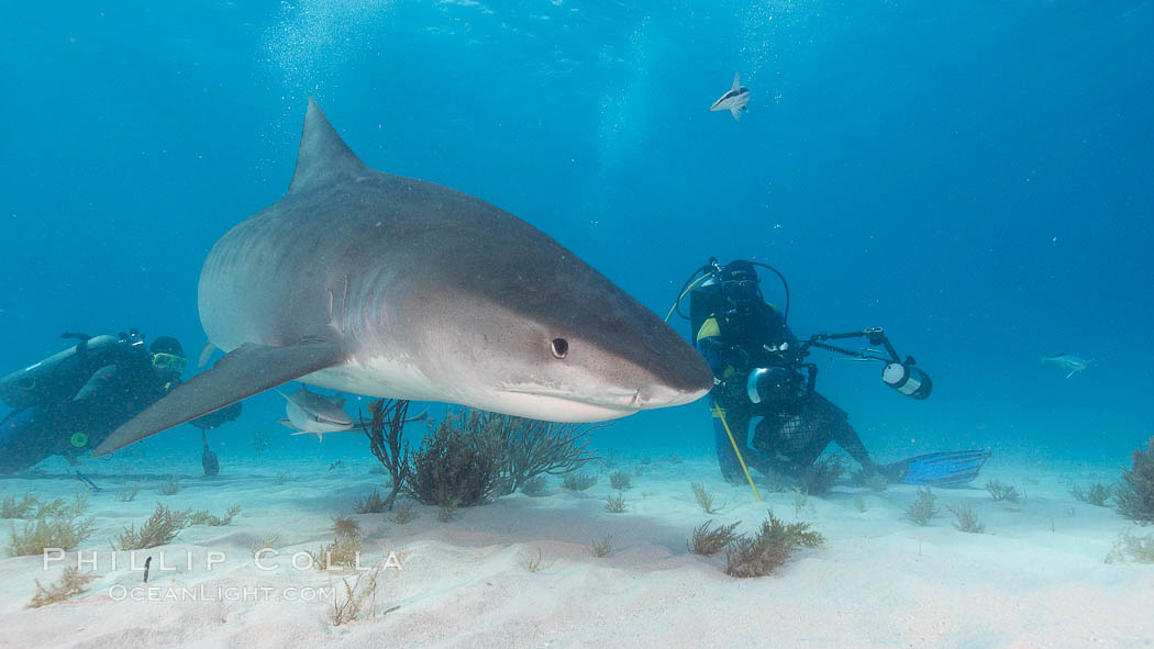 Tiger shark and photographer Jim Abernethy. Bahamas, Galeocerdo cuvier, natural history stock photograph, photo id 10690