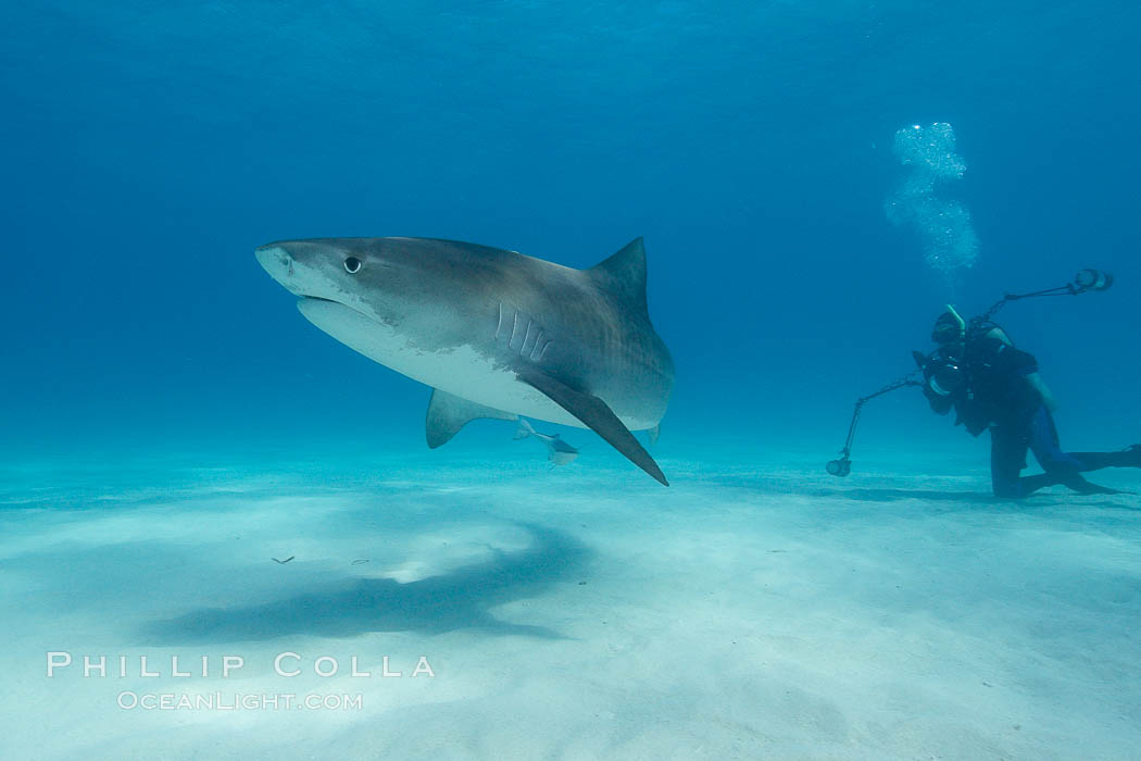 Tiger shark and photographer Ken Howard. Bahamas, Galeocerdo cuvier, natural history stock photograph, photo id 10710