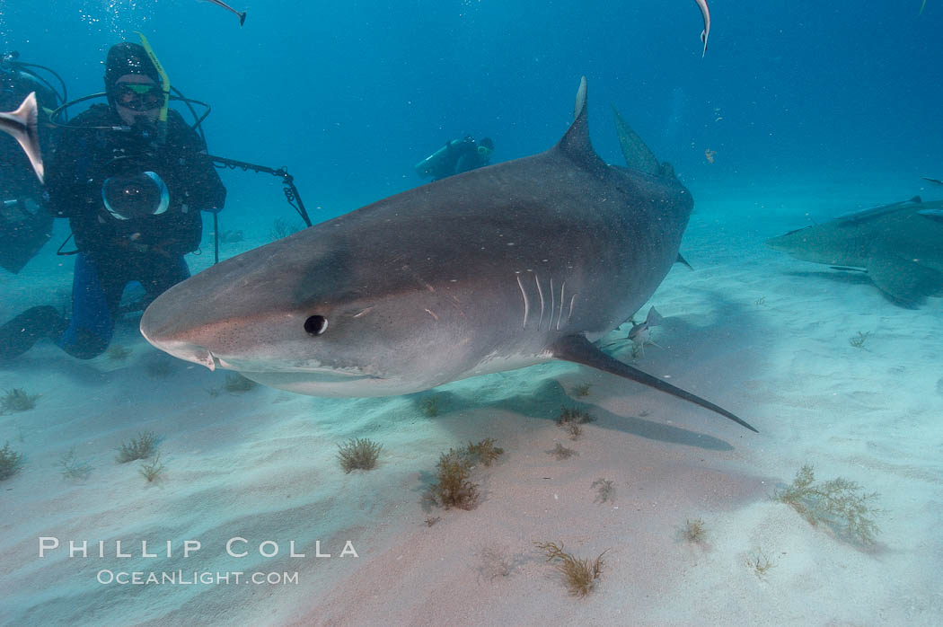 Tiger shark and photographer Ken Howard. Bahamas, Galeocerdo cuvier, natural history stock photograph, photo id 10726