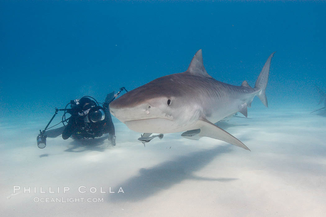 Tiger shark and photographer Keith Grundy. Bahamas, Galeocerdo cuvier, natural history stock photograph, photo id 10730