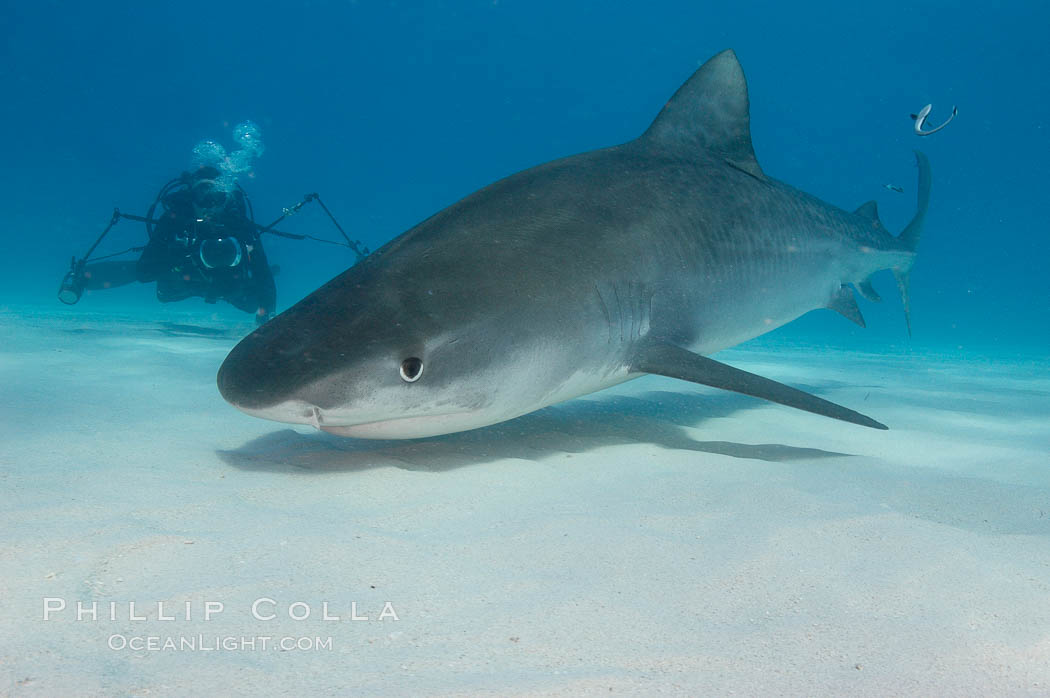 Tiger shark and photographer Keith Grundy. Bahamas, Galeocerdo cuvier, natural history stock photograph, photo id 10664