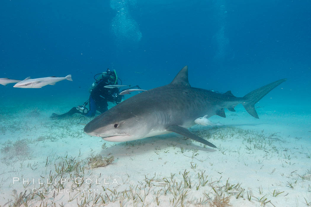 Tiger shark and photographer Ken Howard. Bahamas, Galeocerdo cuvier, natural history stock photograph, photo id 10668