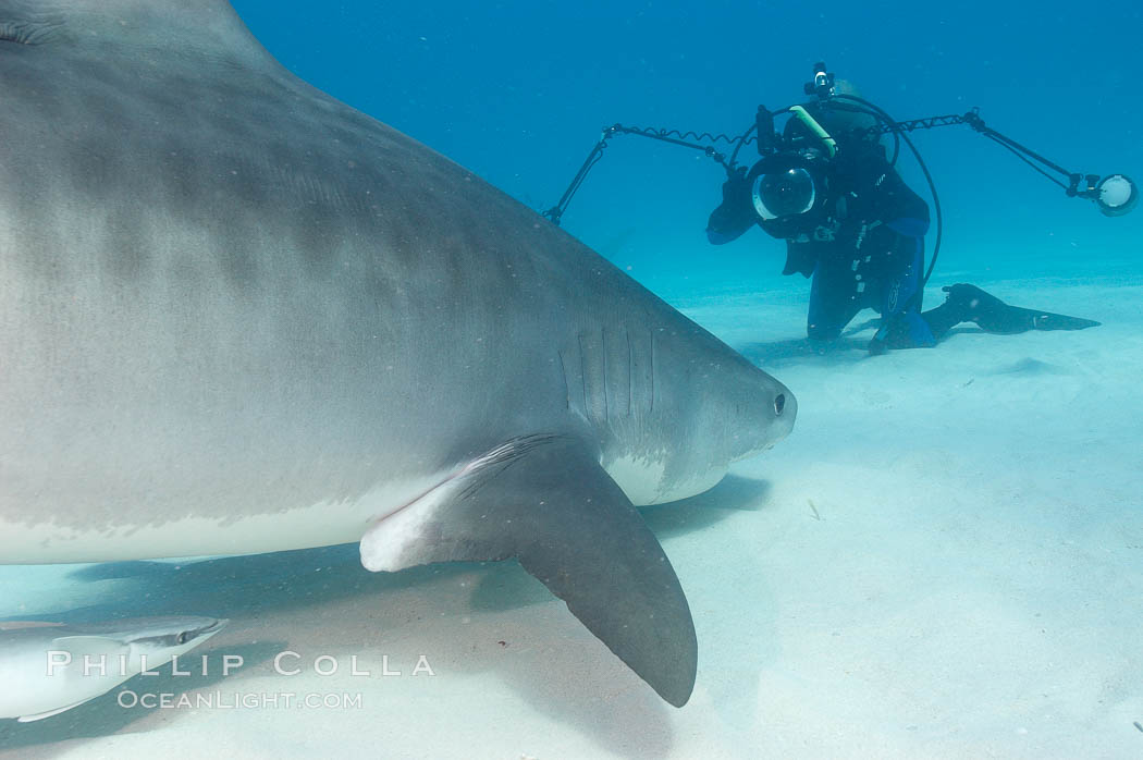 Tiger shark and photographer Ken Howard. Bahamas, Galeocerdo cuvier, natural history stock photograph, photo id 10680