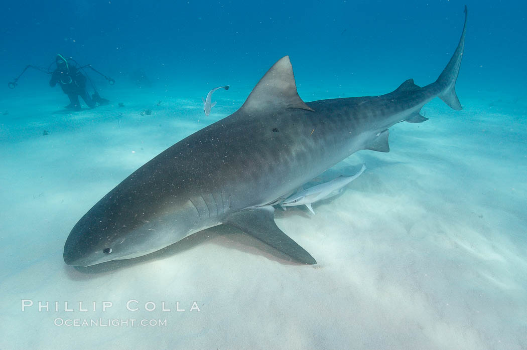 Tiger shark and photographer Ken Howard. Bahamas, Galeocerdo cuvier, natural history stock photograph, photo id 10684