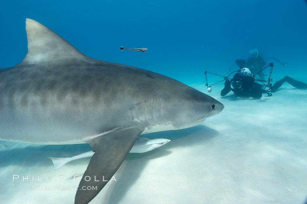 Tiger shark and photographer Keith Grundy. Bahamas, Galeocerdo cuvier, natural history stock photograph, photo id 10700
