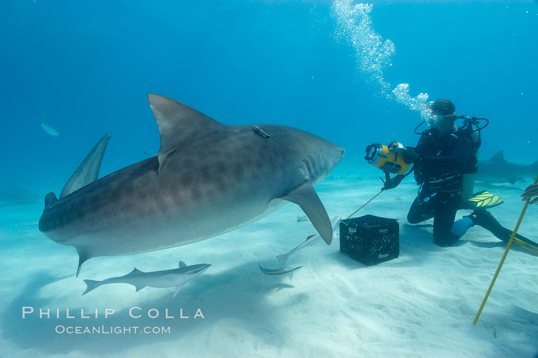 Large tiger shark and videographer. Bahamas, Galeocerdo cuvier, natural history stock photograph, photo id 10704