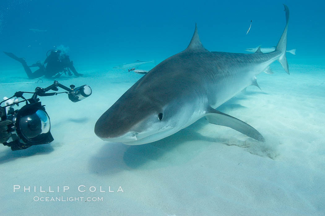Tiger shark and photographer Jim Abernethy. Bahamas, Galeocerdo cuvier, natural history stock photograph, photo id 10675