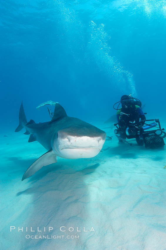 Tiger shark and diver. Bahamas, Galeocerdo cuvier, natural history stock photograph, photo id 10661
