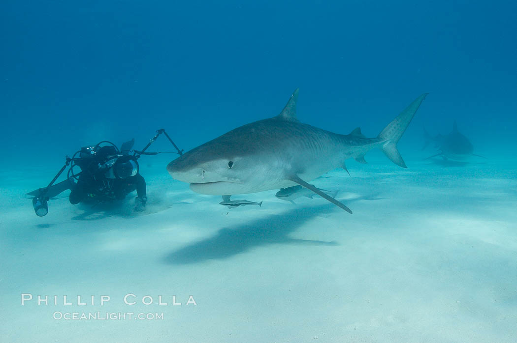 Tiger shark and photographer Keith Grundy. Bahamas, Galeocerdo cuvier, natural history stock photograph, photo id 10665