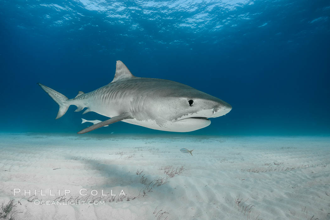 Tiger shark. Bahamas, Galeocerdo cuvier, natural history stock photograph, photo id 31886