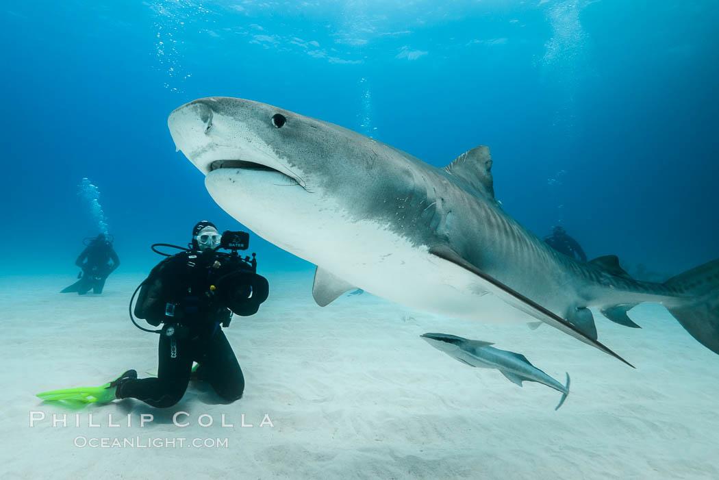 Tiger shark. Bahamas, Galeocerdo cuvier, natural history stock photograph, photo id 31890