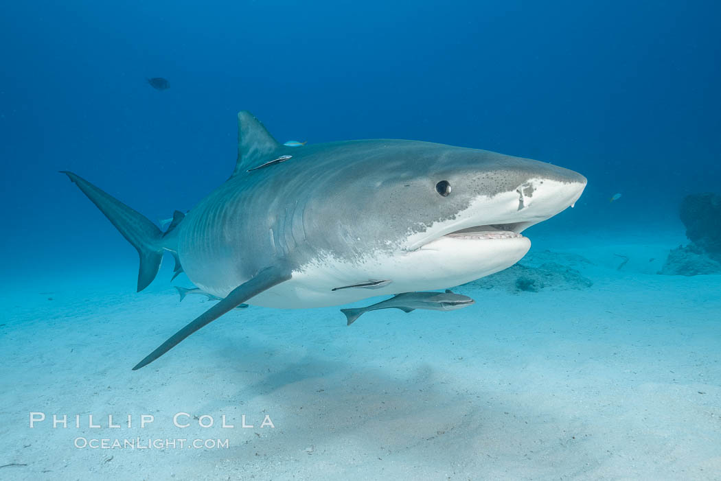 Tiger shark. Bahamas, Galeocerdo cuvier, natural history stock photograph, photo id 31898