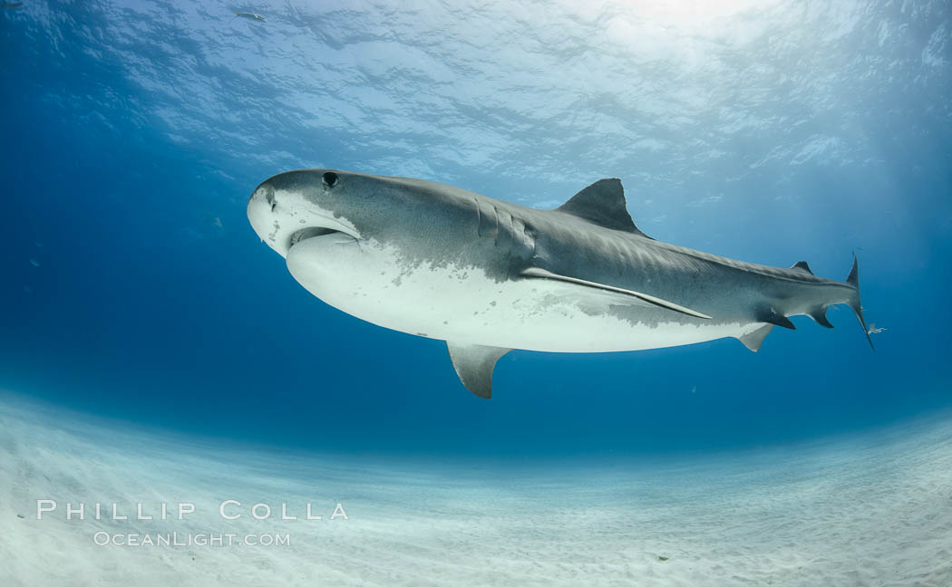 Tiger shark. Bahamas, Galeocerdo cuvier, natural history stock photograph, photo id 31906