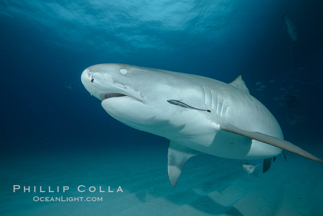 Tiger shark with closed nictating membrane. Bahamas, Galeocerdo cuvier, natural history stock photograph, photo id 31910