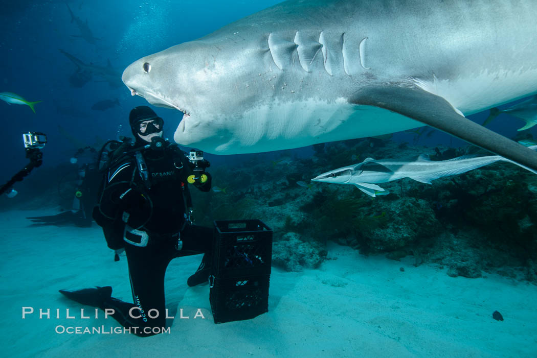 Expert hand feeds multiple tiger sharks in the Bahamas., Galeocerdo cuvier, natural history stock photograph, photo id 31914