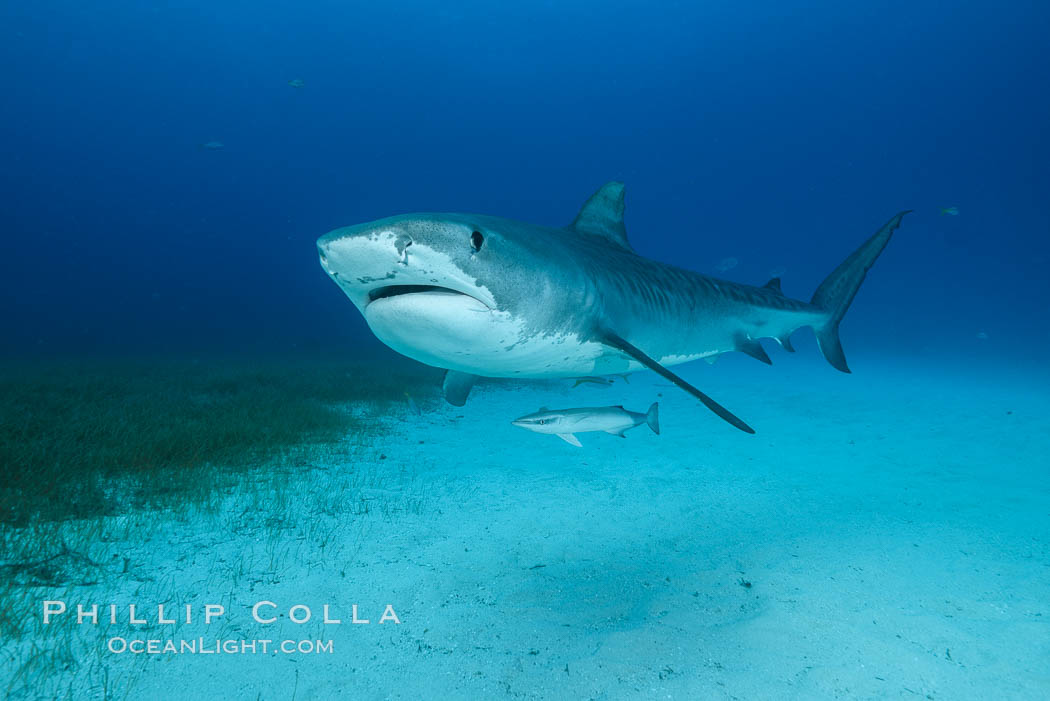 Tiger shark. Bahamas, Galeocerdo cuvier, natural history stock photograph, photo id 31918