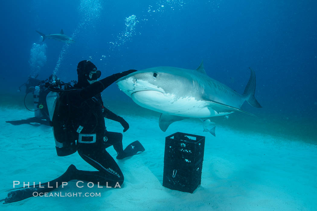 Expert hand feeds multiple tiger sharks in the Bahamas., Galeocerdo cuvier, natural history stock photograph, photo id 31922