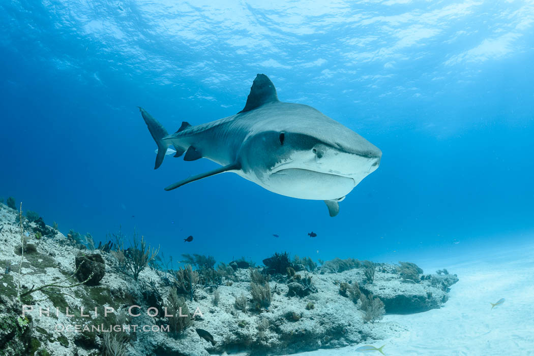 Tiger shark. Bahamas, Galeocerdo cuvier, natural history stock photograph, photo id 31946