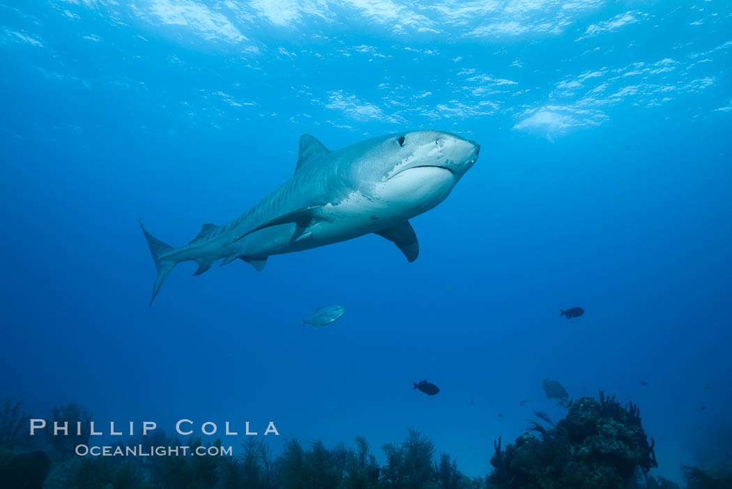 Tiger shark. Bahamas, Galeocerdo cuvier, natural history stock photograph, photo id 31954