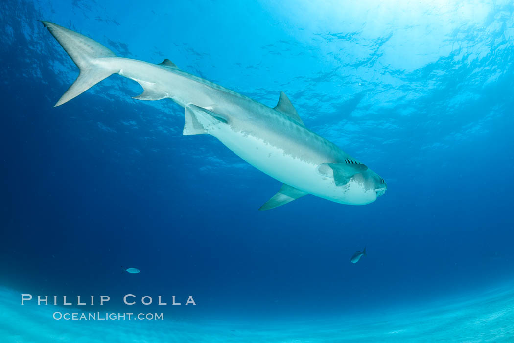 Tiger shark. Bahamas, Galeocerdo cuvier, natural history stock photograph, photo id 31884