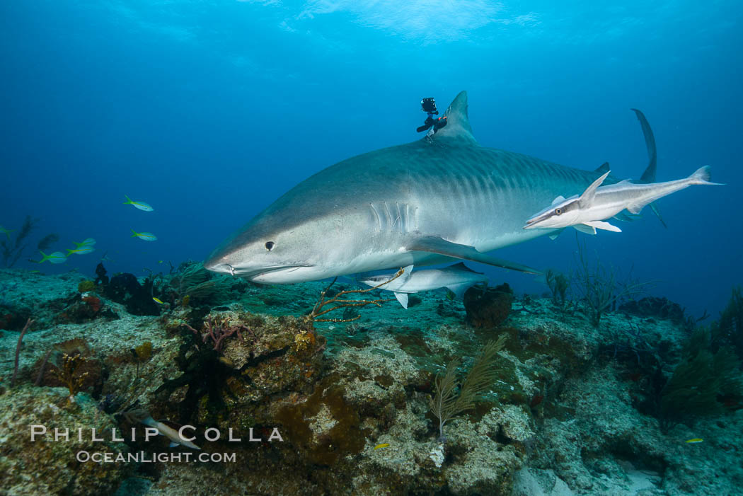 Tiger shark with GoPro mounted on its dorsal fin. Bahamas, Galeocerdo cuvier, natural history stock photograph, photo id 31932