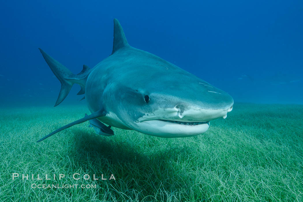 Tiger shark close up view, including nostrils and ampullae of Lorenzini. Bahamas, Galeocerdo cuvier, natural history stock photograph, photo id 31944