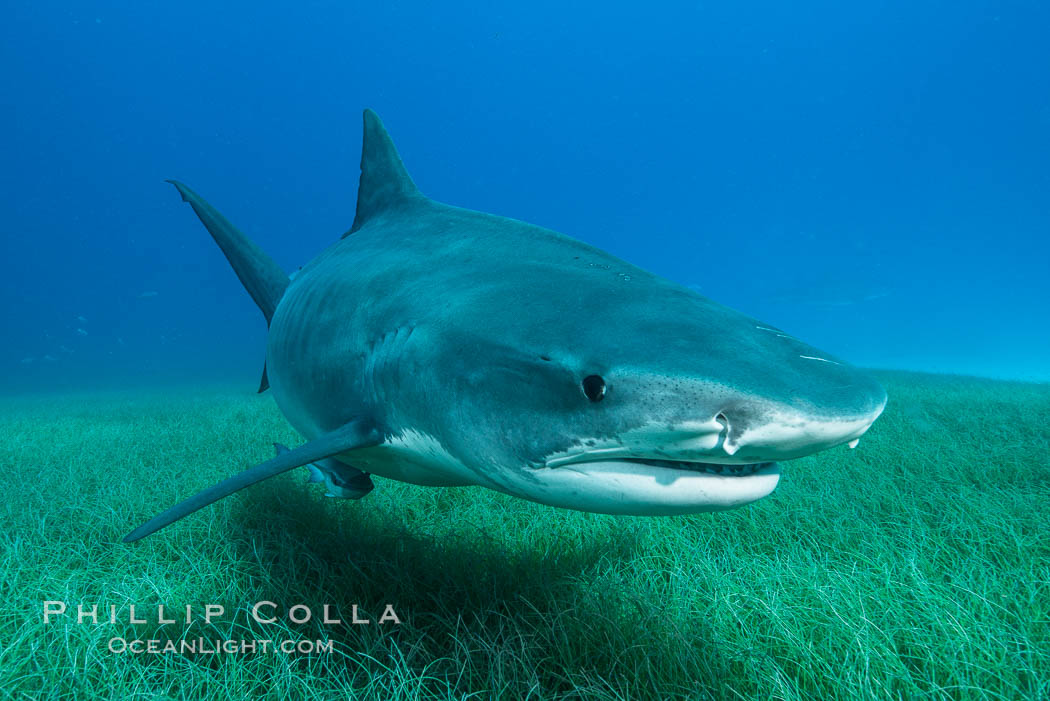 Tiger shark close up view, including nostrils and ampullae of Lorenzini. Bahamas, Galeocerdo cuvier, natural history stock photograph, photo id 31956