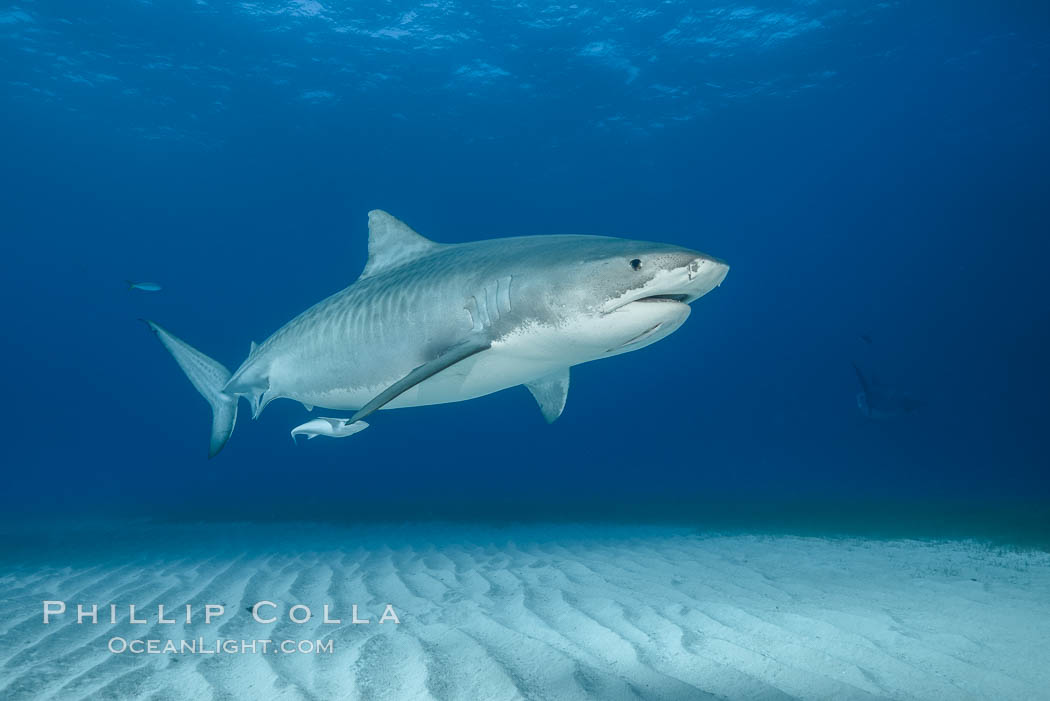 Tiger shark. Bahamas, Galeocerdo cuvier, natural history stock photograph, photo id 31883