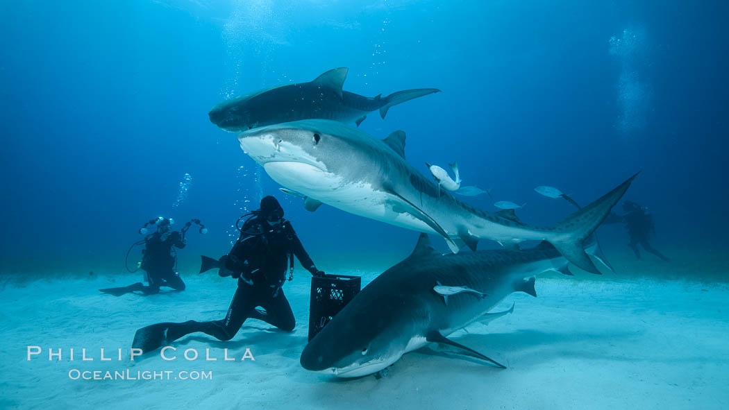 Expert hand feeds multiple tiger sharks in the Bahamas., Galeocerdo cuvier, natural history stock photograph, photo id 31899