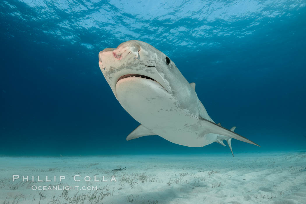 Injured tiger shark.  This young and small tiger shark shows injuries about its face, likely from bites by other sharks. Bahamas, Galeocerdo cuvier, natural history stock photograph, photo id 31907