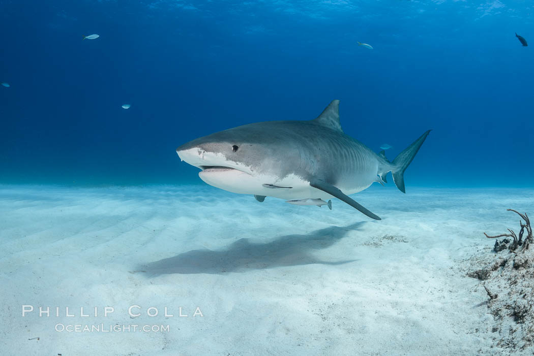 Tiger shark. Bahamas, Galeocerdo cuvier, natural history stock photograph, photo id 31931
