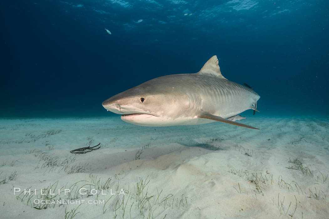 Tiger shark. Bahamas, Galeocerdo cuvier, natural history stock photograph, photo id 31947