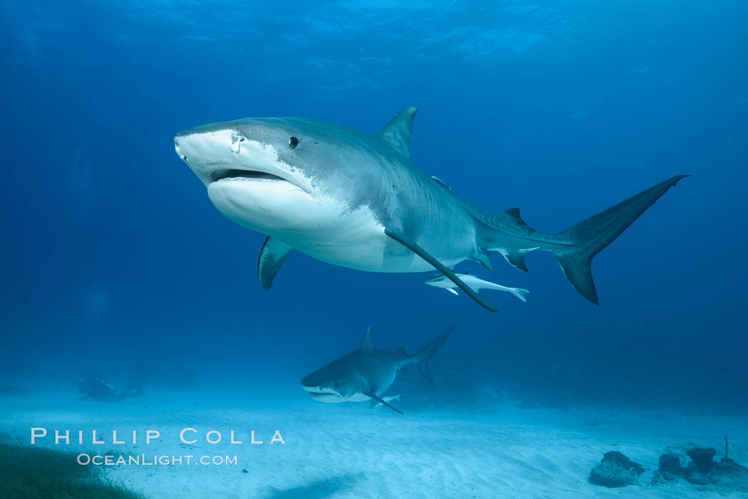 Tiger shark. Bahamas, Galeocerdo cuvier, natural history stock photograph, photo id 31963
