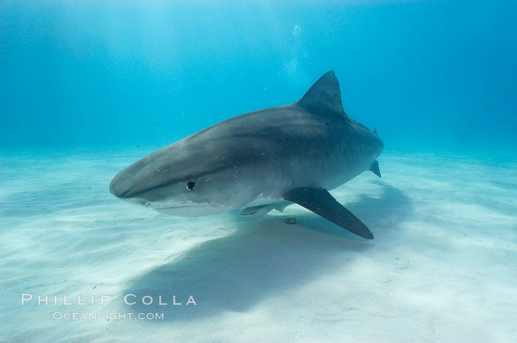 Tiger shark. Bahamas, Galeocerdo cuvier, natural history stock photograph, photo id 10698