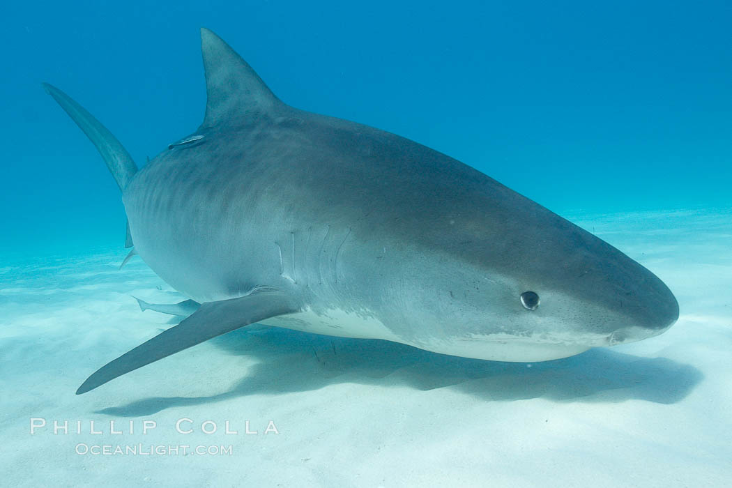 Tiger shark. Bahamas, Galeocerdo cuvier, natural history stock photograph, photo id 10714
