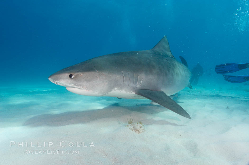 Tiger shark. Bahamas, Galeocerdo cuvier, natural history stock photograph, photo id 10718