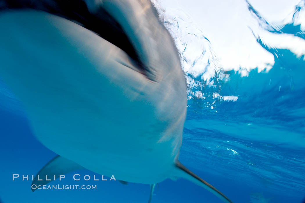Tiger shark bumps the camera, photographed with a polecam (a camera on a long pole triggered from above the water, used by photographers who are too afraid to get in the water). Bahamas, Galeocerdo cuvier, natural history stock photograph, photo id 10708