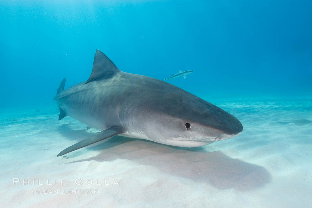 Tiger shark. Bahamas, Galeocerdo cuvier, natural history stock photograph, photo id 10716