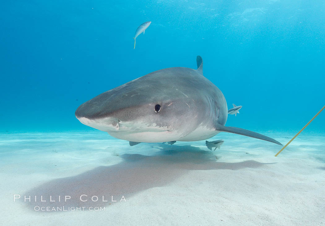 Tiger shark. Bahamas, Galeocerdo cuvier, natural history stock photograph, photo id 10687