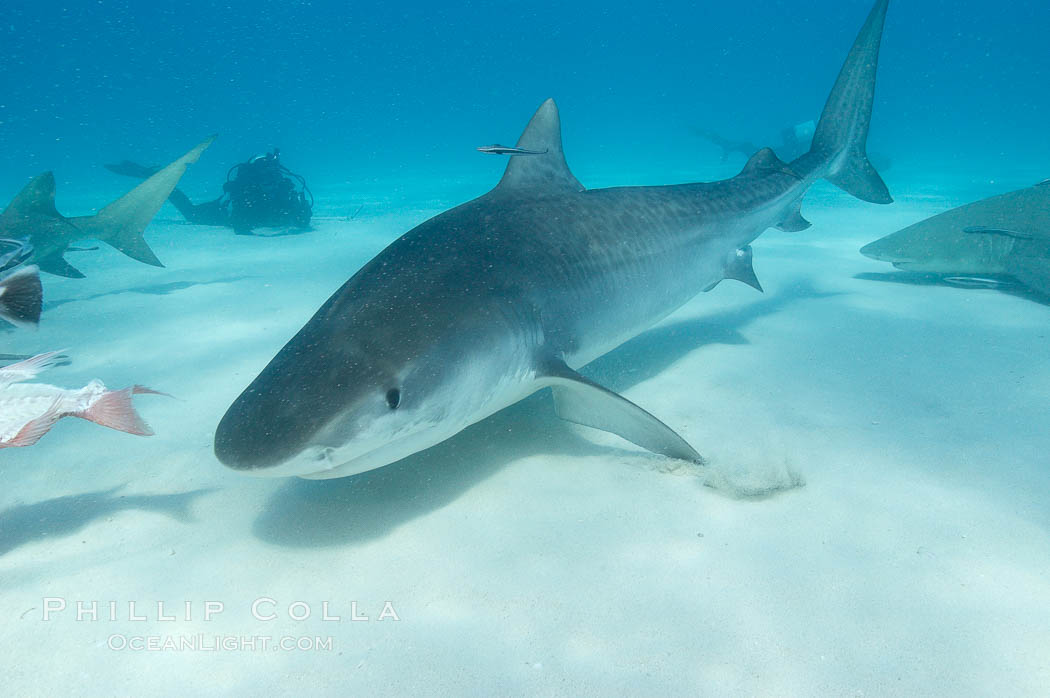 Tiger shark. Bahamas, Galeocerdo cuvier, natural history stock photograph, photo id 10691