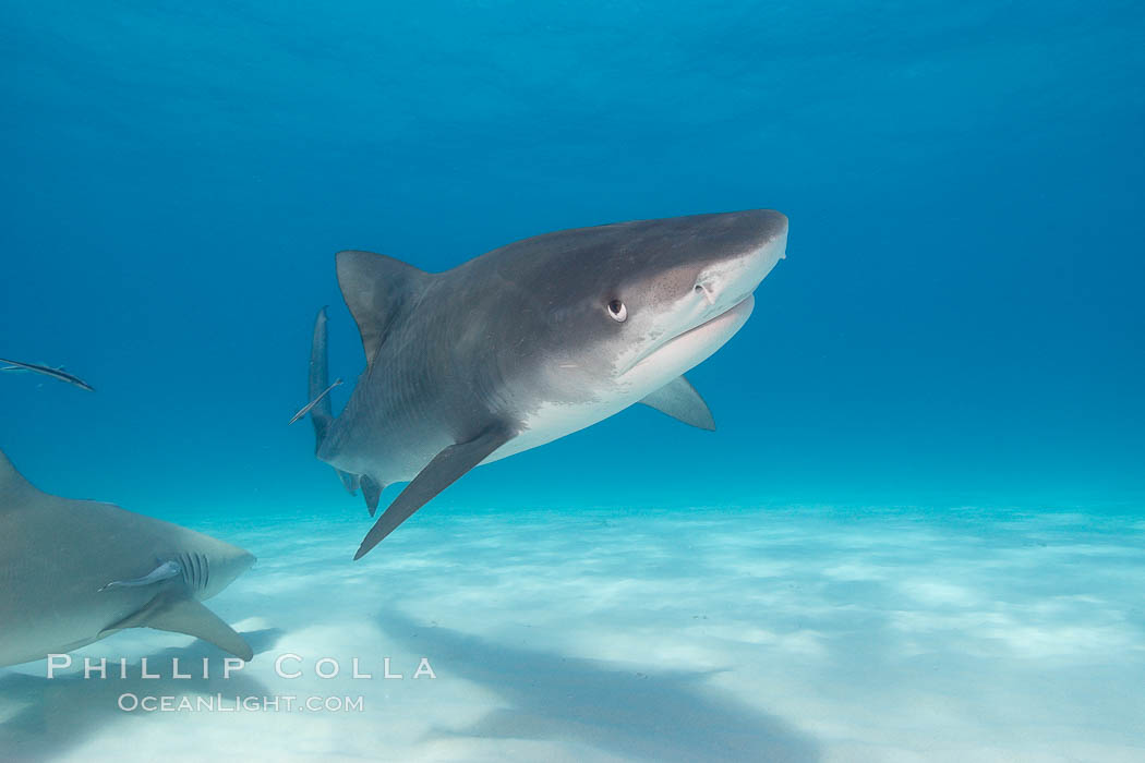 Tiger shark. Bahamas, Galeocerdo cuvier, natural history stock photograph, photo id 10695