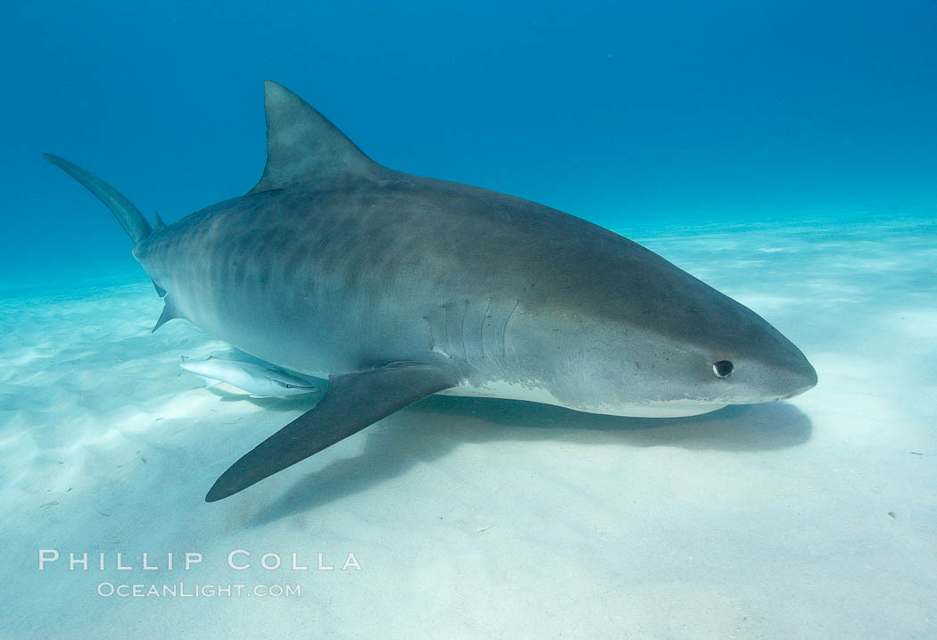 Tiger shark. Bahamas, Galeocerdo cuvier, natural history stock photograph, photo id 10699