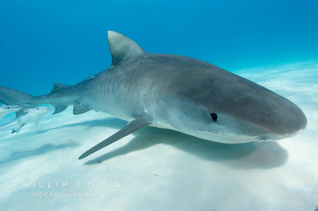 Tiger shark. Bahamas, Galeocerdo cuvier, natural history stock photograph, photo id 10693
