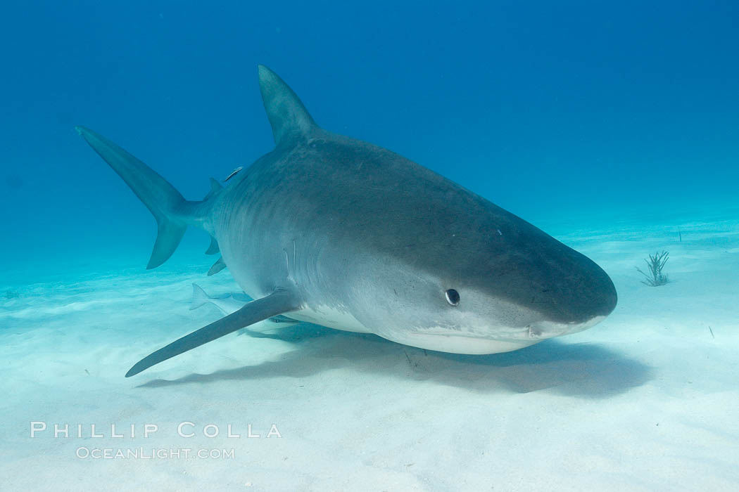 Tiger shark. Bahamas, Galeocerdo cuvier, natural history stock photograph, photo id 10697